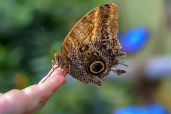 Blue Morpho Morpho Peleides Wielki Motyl Siedząc Liście Zielone Piękne — Zdjęcie stockowe