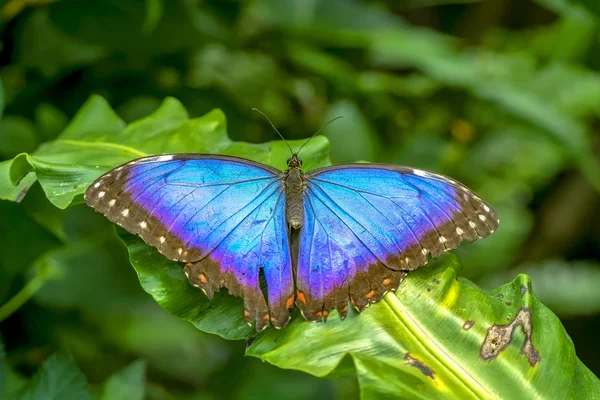 Morpho Azul Peleides Morpho Borboleta Grande Sentada Folhas Verdes Inseto — Fotografia de Stock