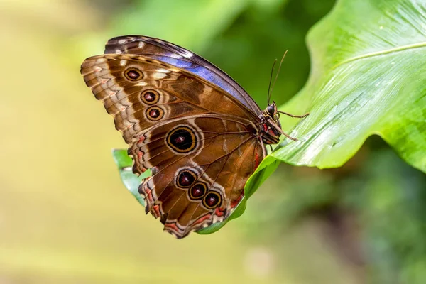 Blue Morpho Morpho Peleides Big Butterfly Sitting Green Leaves Beautiful — Stock Photo, Image