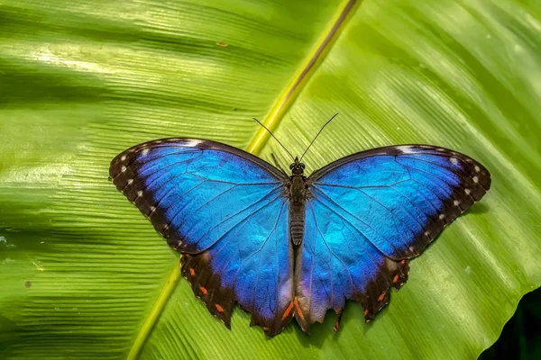 Синий Морфо Морфо Пелейд Большая Бабочка Сидящая Зеленых Листьях Красивые — стоковое фото