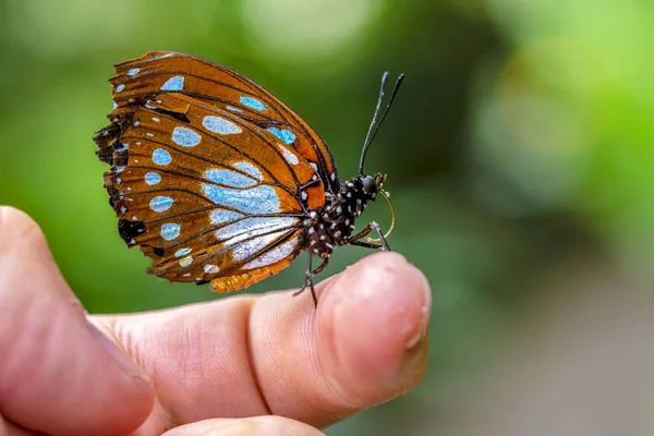 Blue Morpho Morpho Peleides Big Butterfly Sitting Green Leaves Beautiful — Stock Photo, Image