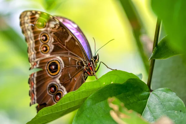 Modrá Morpho Morpho Peleides Velký Motýl Sedí Zelených Listech Krásný — Stock fotografie