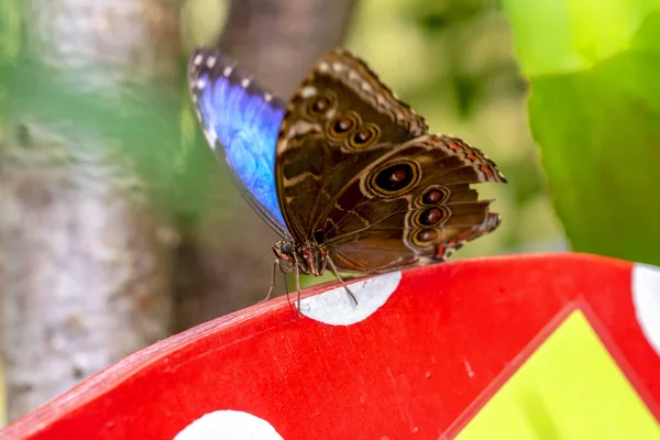Morfo Azul Morpho Peleides Gran Mariposa Sentada Sobre Hojas Verdes — Foto de Stock