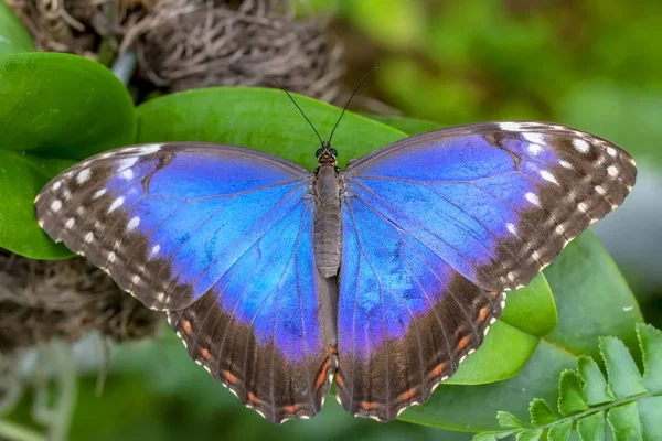 Morfo Azul Morpho Peleides Gran Mariposa Sentada Sobre Hojas Verdes — Foto de Stock