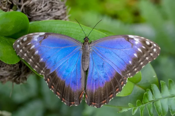 Blue Morpho Morpho Peleides Grande Farfalla Seduta Foglie Verdi Bellissimo — Foto Stock