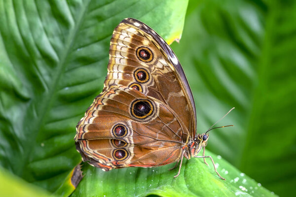 Blue Morpho, Morpho peleides, big butterfly sitting on green leaves, beautiful insect in the nature habitat