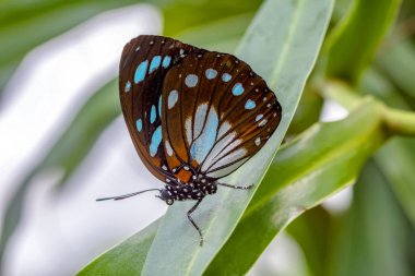 Mavi Morfo, biçim peleides, yeşil yapraklar, güzel böcek doğa ortamlarında oturan büyük kelebek