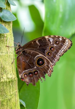 Mavi Morfo, biçim peleides, yeşil yapraklar, güzel böcek doğa ortamlarında oturan büyük kelebek