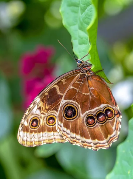 Blå Morpho Morpho Peleides Stor Fjäril Sitter Gröna Blad Vackra — Stockfoto