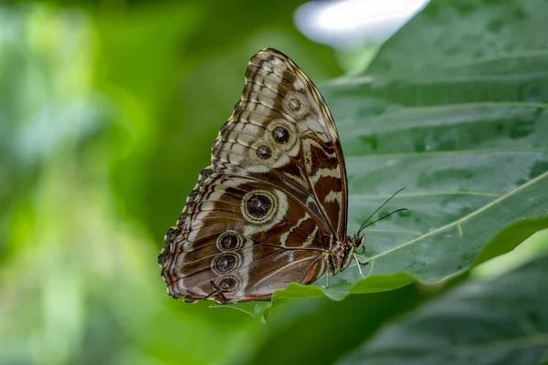 Blå Morpho Morpho Peleides Stor Fjäril Sitter Gröna Blad Vackra — Stockfoto