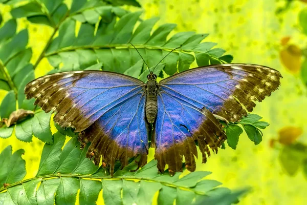 Blå Morpho Morpho Peleides Stor Fjäril Sitter Gröna Blad Vackra — Stockfoto