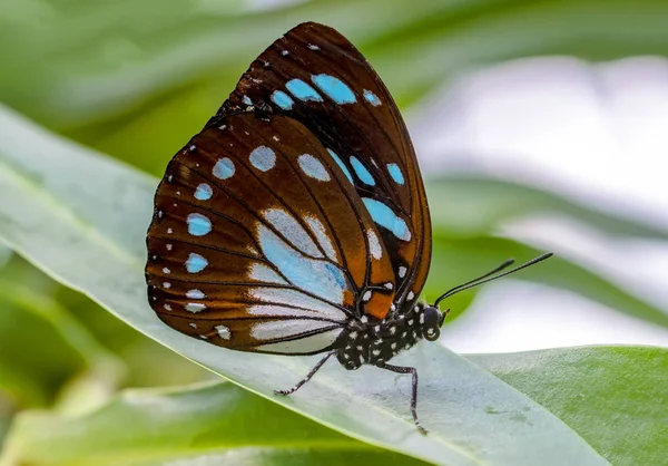 Mavi Morfo Biçim Peleides Yeşil Yapraklar Güzel Böcek Doğa Ortamlarında — Stok fotoğraf
