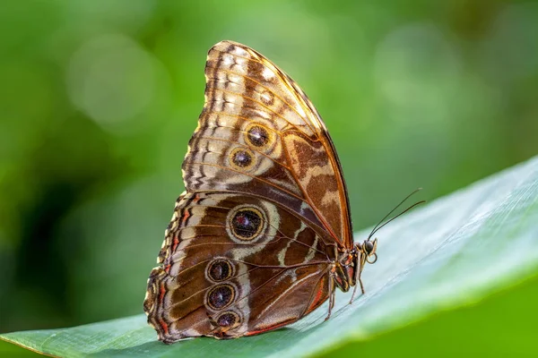 Blauer Morpho Morpho Peleides Großer Schmetterling Sitzt Auf Grünen Blättern — Stockfoto