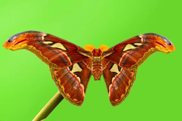 Primer Plano Hermosa Mariposa Sentada Flor — Foto de Stock