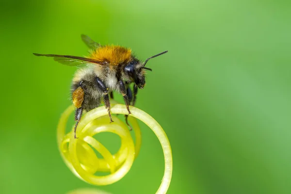 Bild Der Biene Oder Honigbiene Auf Gelben Blüten Sammelt Nektar — Stockfoto