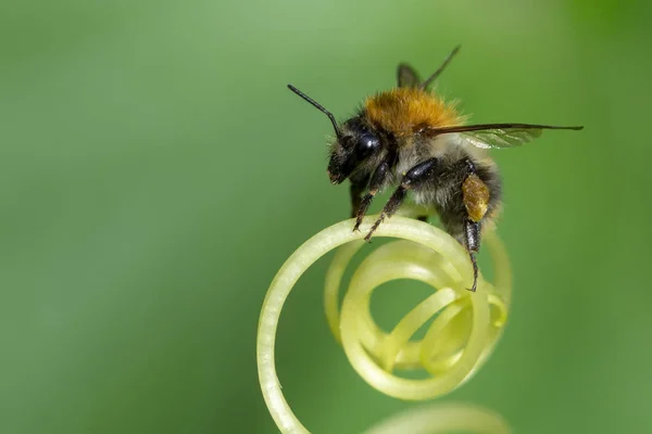 Bild Der Biene Oder Honigbiene Auf Gelben Blüten Sammelt Nektar — Stockfoto