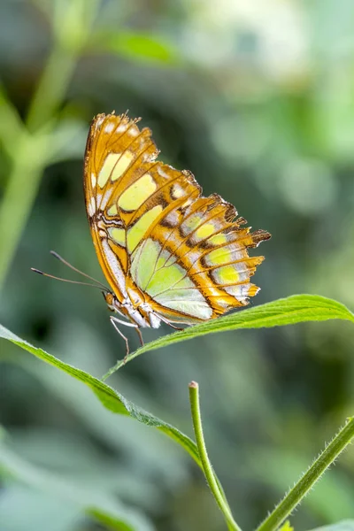 Primo Piano Bella Farfalla Malachite Siproeta Stelenes Giardino Estivo — Foto Stock