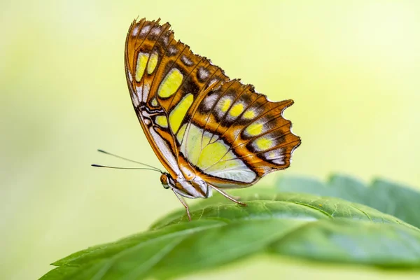 Zbliżenie Piękne Malachite Motyl Siproeta Stelenes Letnim Ogrodzie — Zdjęcie stockowe