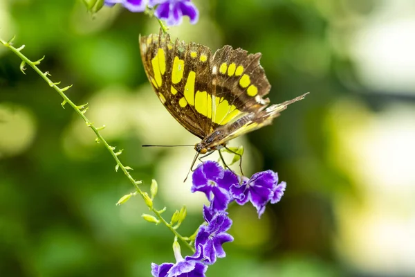 Nahaufnahme Schöner Malachit Schmetterling Siproeta Stelenes Einem Sommergarten — Stockfoto