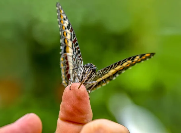 Close Mooie Vlinder Een Zomertuin — Stockfoto