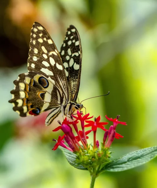 Zbliżenie Piękny Motyl Letnim Ogrodzie — Zdjęcie stockowe