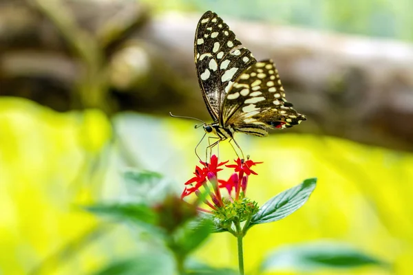 Primer Plano Hermosa Mariposa Jardín Verano — Foto de Stock