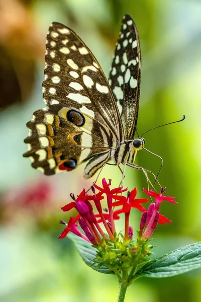Primer Plano Hermosa Mariposa Jardín Verano — Foto de Stock