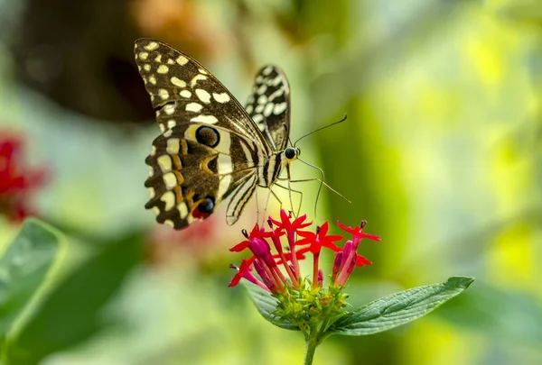 Primer Plano Hermosa Mariposa Jardín Verano — Foto de Stock