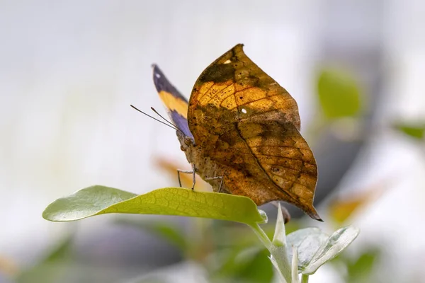 Mariposa Hoja Muerta Kallima Inachus También Conocida Como Aleta India —  Fotos de Stock