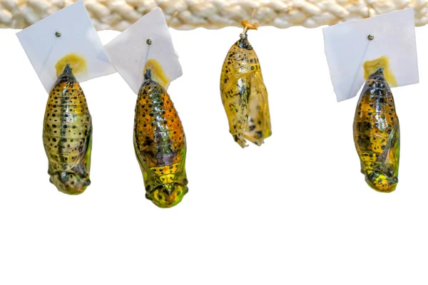 Farma Motyli Zaloguj Się Różne Motyle Chrysalis Gałęzi Stock Image — Zdjęcie stockowe