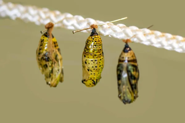 Φάρμα Πεταλούδων Συνδεθείτε Διαφορετικές Πεταλούδες Χρυσαλλίδα Ένα Υποκατάστημα Εικόνα Αρχείου — Φωτογραφία Αρχείου
