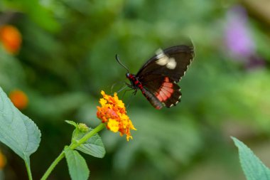 Yakın plan Mormon, Papilio politleri, yaz bahçesinde güzel bir kelebek