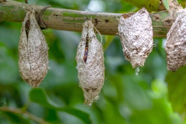 Kelebek çiftliği. Bir şubede farklı kelebekler için koza imzası - Stok Resmi