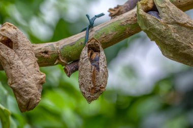 Kelebek çiftliği. Bir şubede farklı kelebekler için koza imzası - Stok Resmi