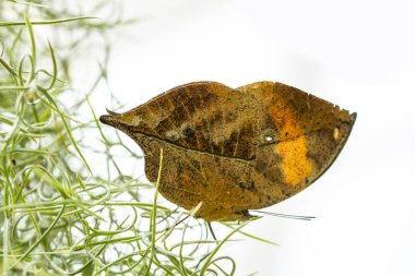Ölü yaprak kelebeği, Kallima inachus, nam-ı diğer Hint yaprağı, bambu dalında katlanmış kanatlar, ölü yaprak taklidi.