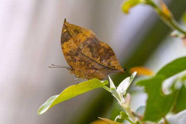 Ölü yaprak kelebeği, Kallima inachus, nam-ı diğer Hint yaprağı, bambu dalında katlanmış kanatlar, ölü yaprak taklidi.