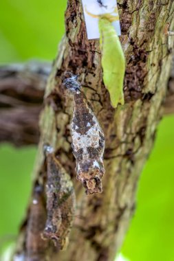 Kelebek çiftliği. Bir şubede farklı kelebekler için koza imzası - Stok Resmi