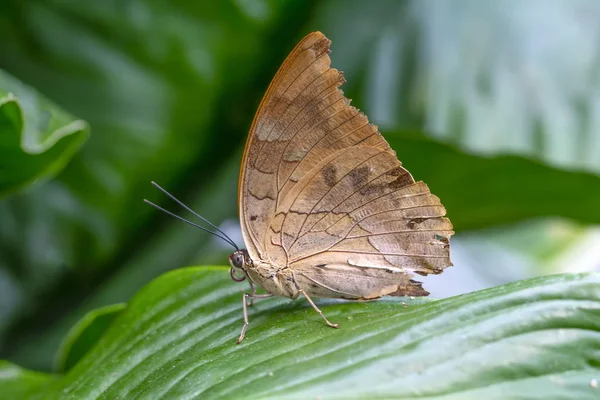 Nahaufnahme Schöner Schmetterling Einem Sommergarten — Stockfoto