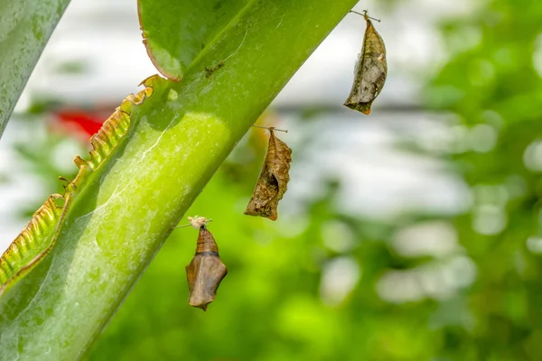 Motýlí Farma Přihlásit Různé Motýli Kukly Větev Stock Image — Stock fotografie