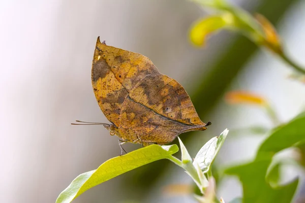 Borboleta Folhas Mortas Kallima Inachus Aka Indian Leafwing Asas Dobradas — Fotografia de Stock