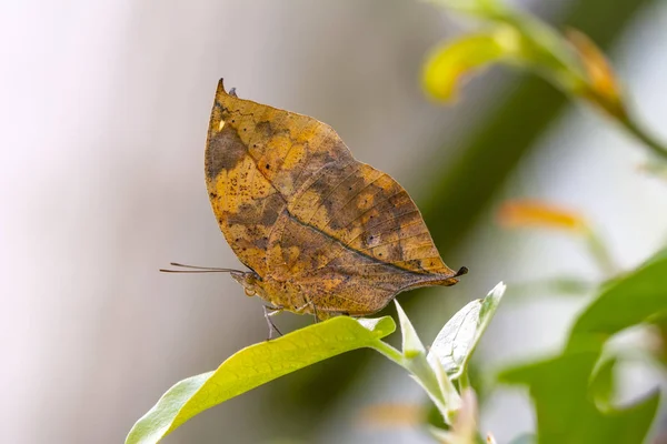 枯叶蝴蝶 卡利玛 Inachus 又名印度叶翅 立翅折在竹枝上 模仿枯叶 — 图库照片