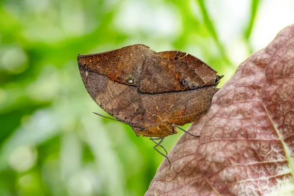 Borboleta Folhas Mortas Kallima Inachus Aka Indian Leafwing Asas Dobradas — Fotografia de Stock