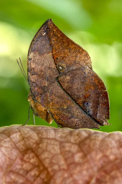 Mrtvý Motýl Listový Kallima Inachus Neboli Indiánské Listoví Stojící Křídla — Stock fotografie