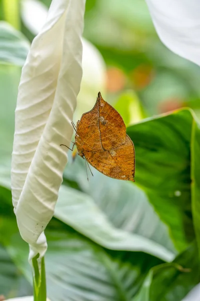 Mariposa Hoja Muerta Kallima Inachus También Conocida Como Aleta India —  Fotos de Stock