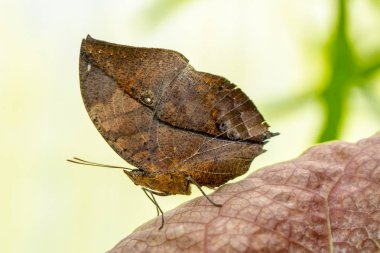 Ölü yaprak kelebeği, Kallima inachus, nam-ı diğer Hint yaprağı, bambu dalında katlanmış kanatlar, ölü yaprak taklidi.