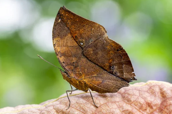 Borboleta Folhas Mortas Kallima Inachus Aka Indian Leafwing Asas Dobradas — Fotografia de Stock