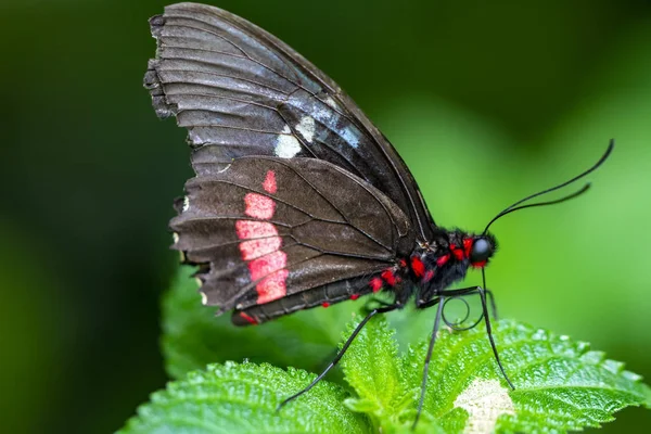 Primer Plano Mormón Común Papilio Polytes Hermosa Mariposa Jardín Verano — Foto de Stock
