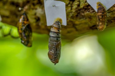 Kelebek çiftliği. Bir şubede farklı kelebekler için koza imzası - Stok Resmi