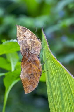 İki kelebek çiftleşiyor. Ölü yaprak kelebeği, Kallima inachus, nam-ı diğer Hint yaprağı, bambu dalında katlanmış kanatlar, ölü yaprak taklidi.