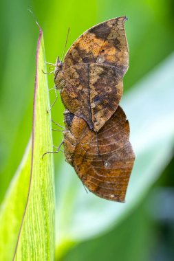 İki kelebek çiftleşiyor. Ölü yaprak kelebeği, Kallima inachus, nam-ı diğer Hint yaprağı, bambu dalında katlanmış kanatlar, ölü yaprak taklidi.